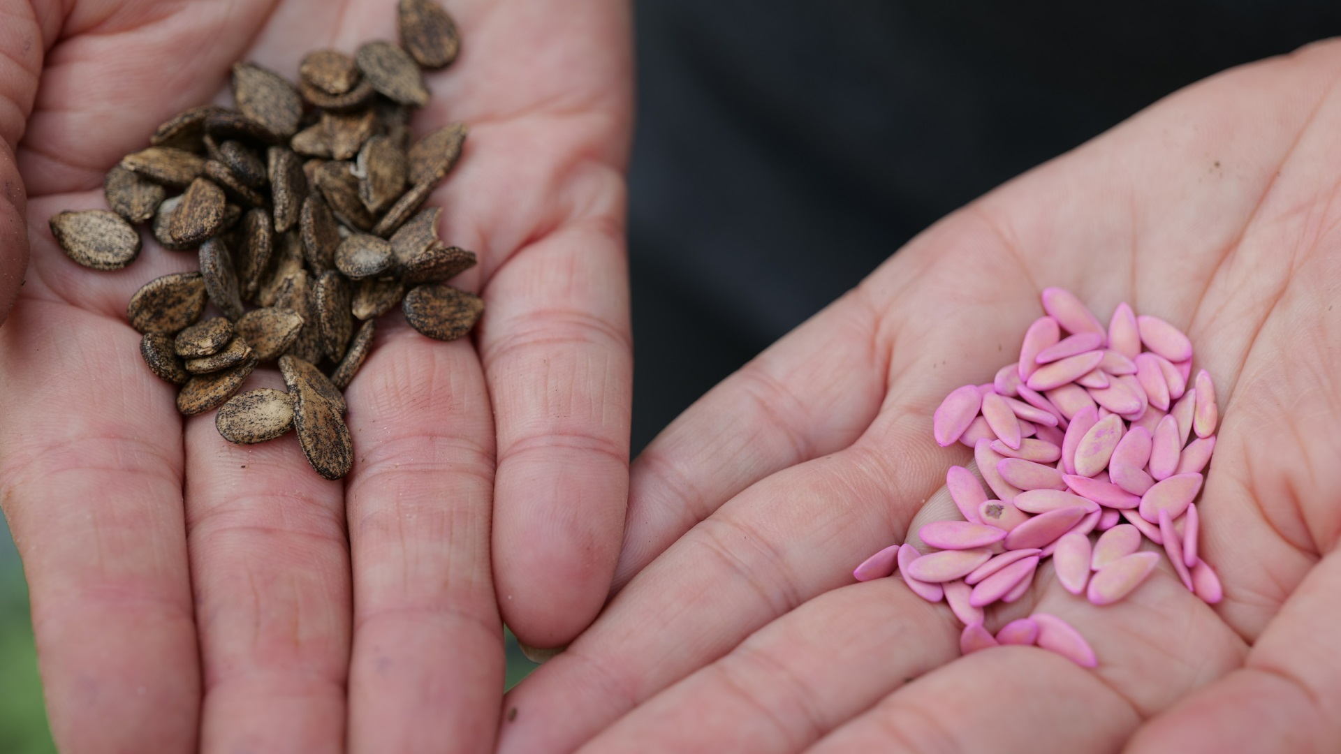 Get It Growing: Use correct vegetable seeds for the season 